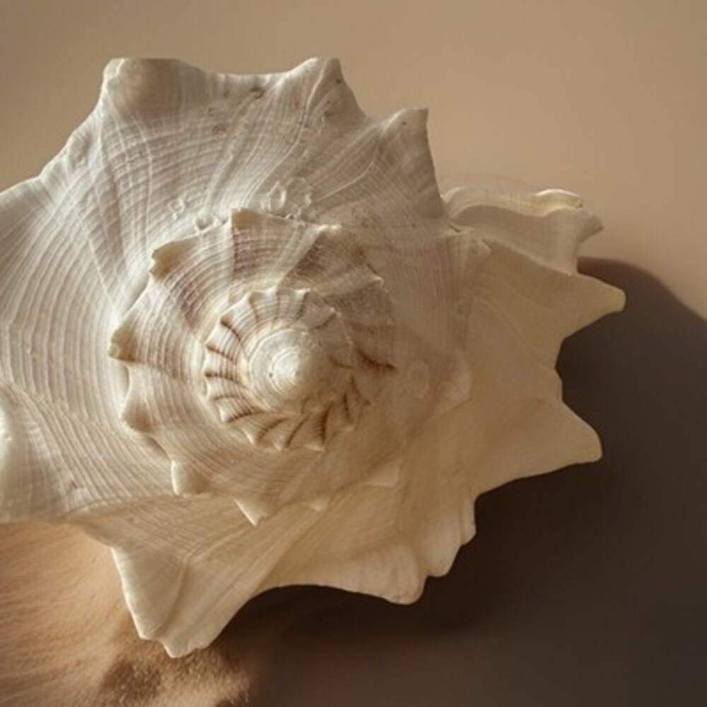 Whelk Shell Natural Large Shell 10 Beach Decor Nautical Ocean